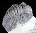 Bargain, Gerastos Trilobite Fossil - Morocco #57633-3